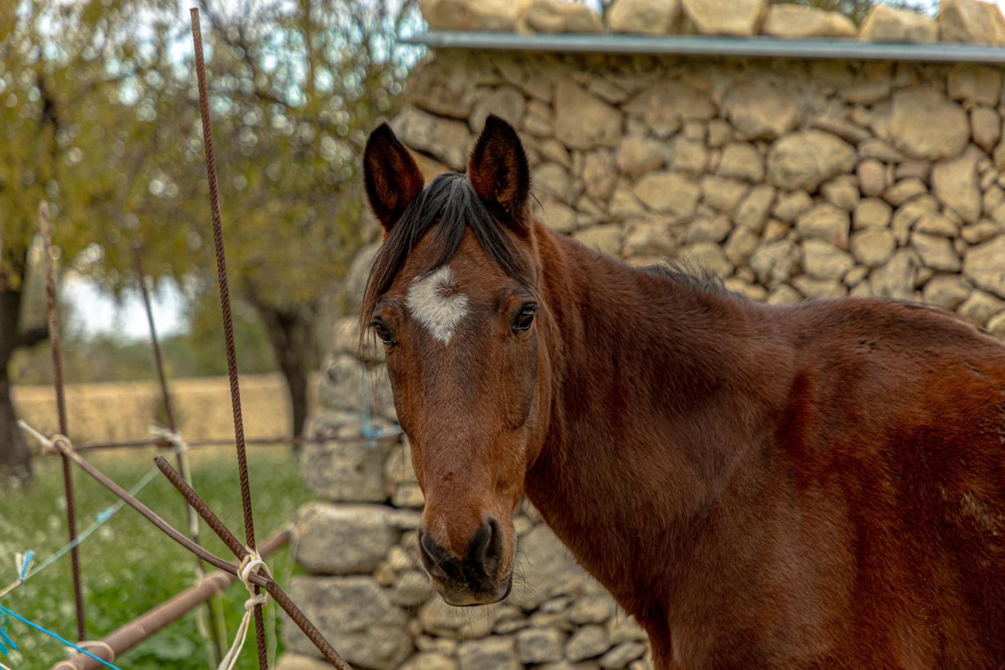 Гостевой дом Masseria Usamborgia Ното Экстерьер фото